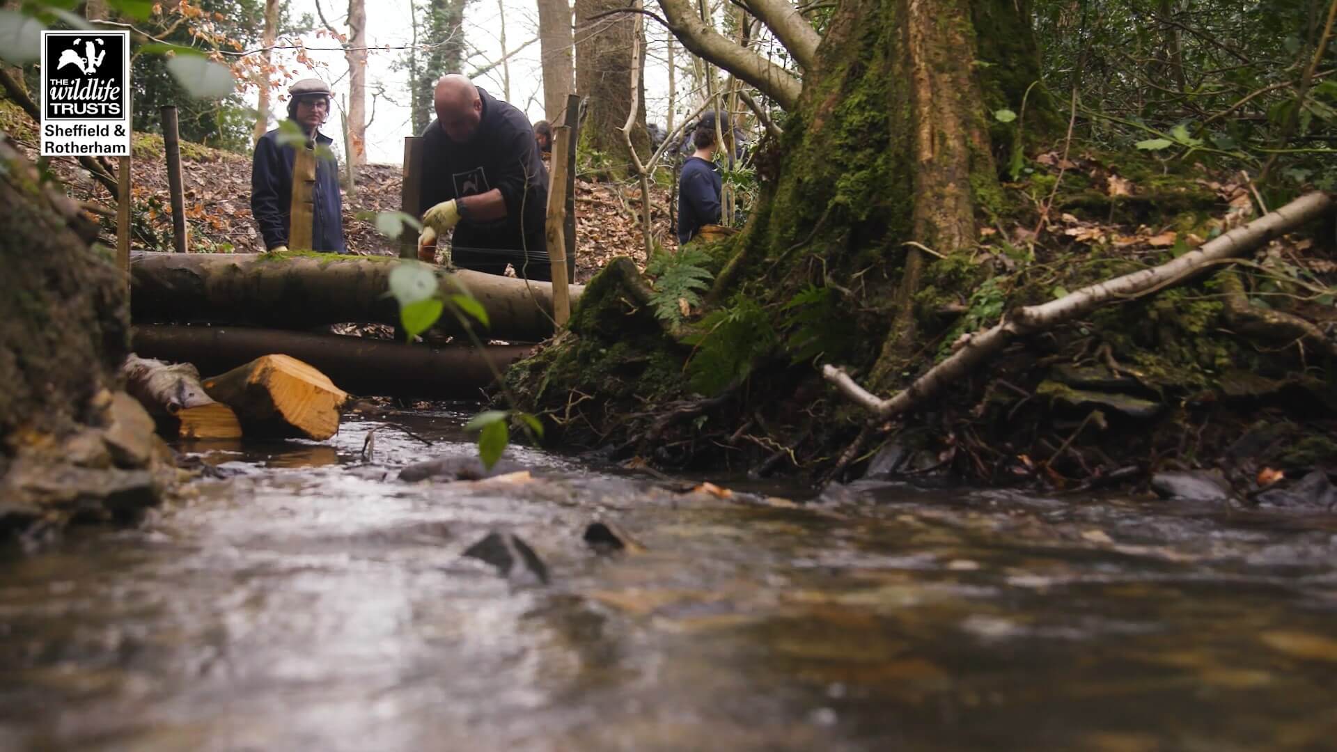 Two people building a natural woodland dam