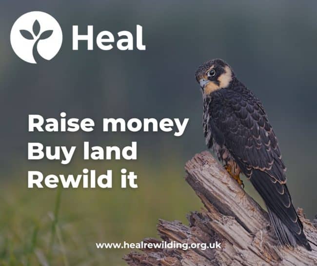 Heal rewilding logo