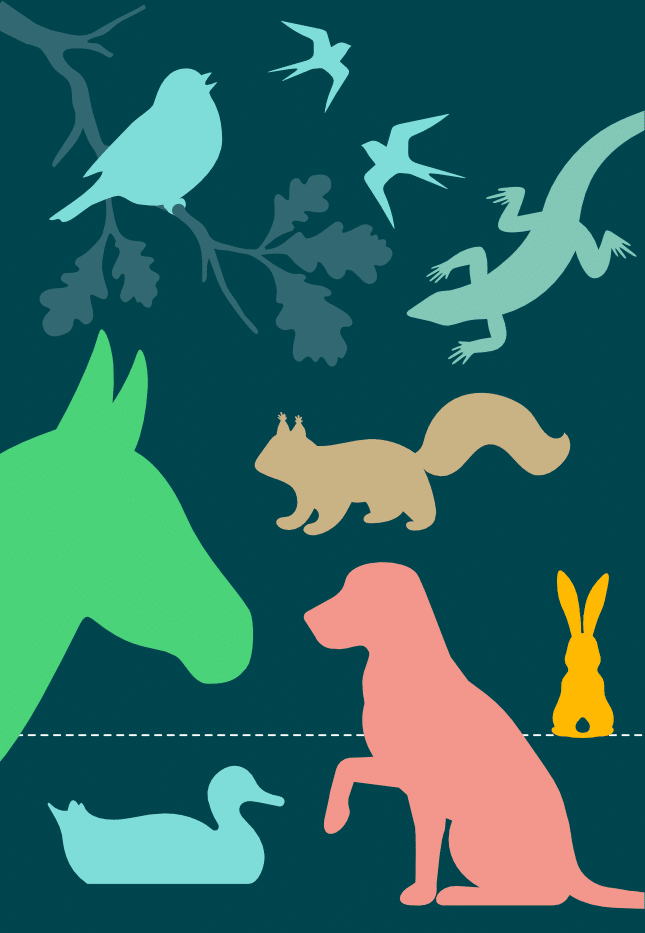Animals Special Draw Illustration
