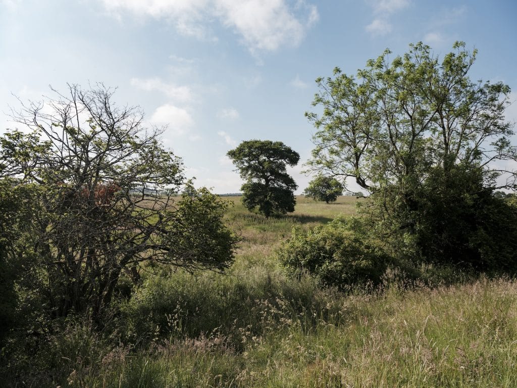 Trees bushes and grassland