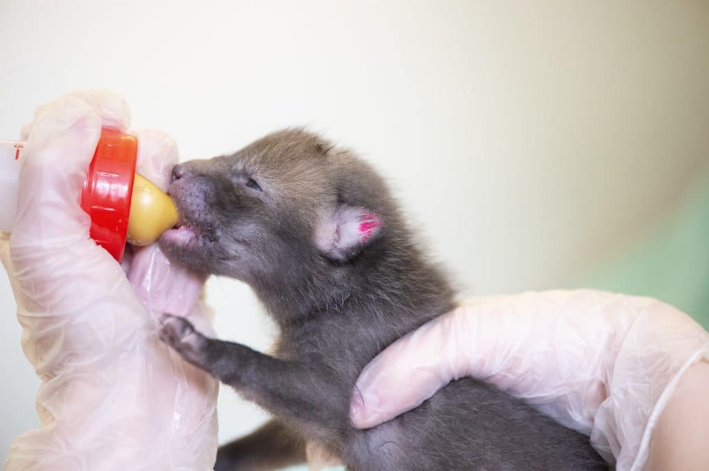 Baby wild animal being fed milk