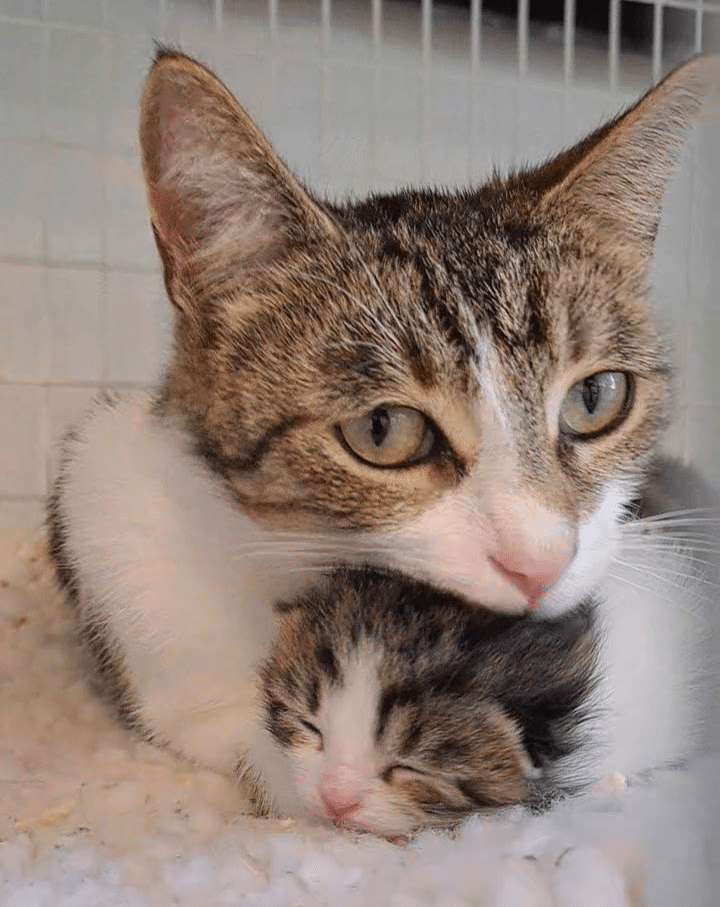 Cat and kitten having a snuggle