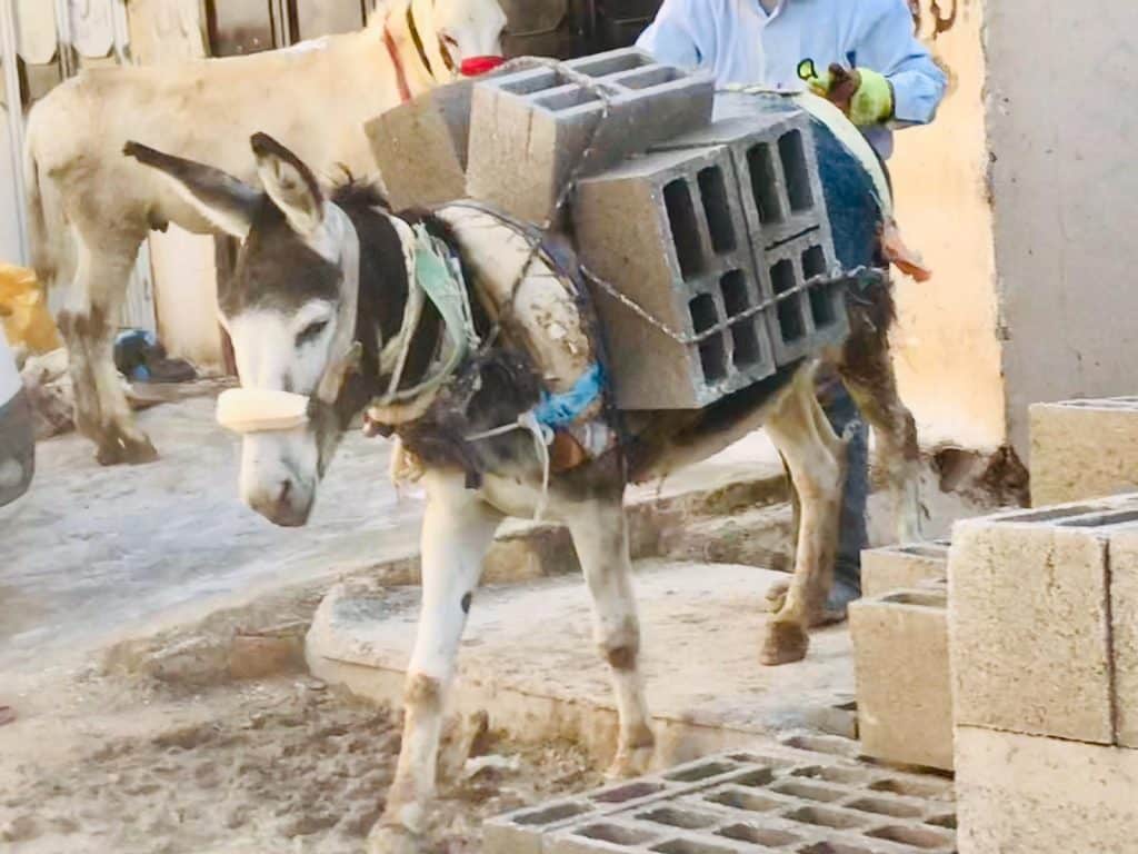 donkey carrying heavy looking breeze blocks