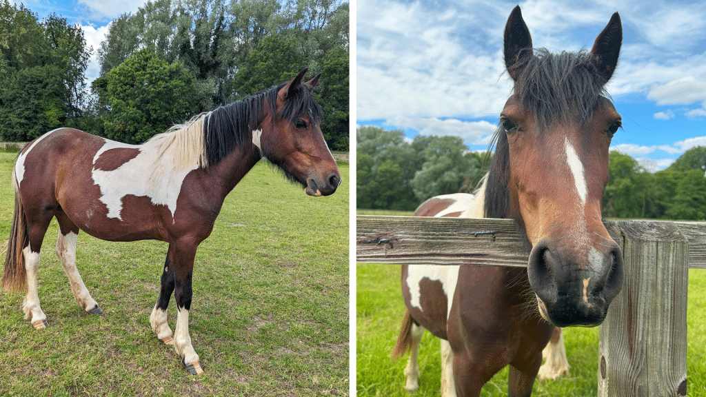 horse from profile and face on